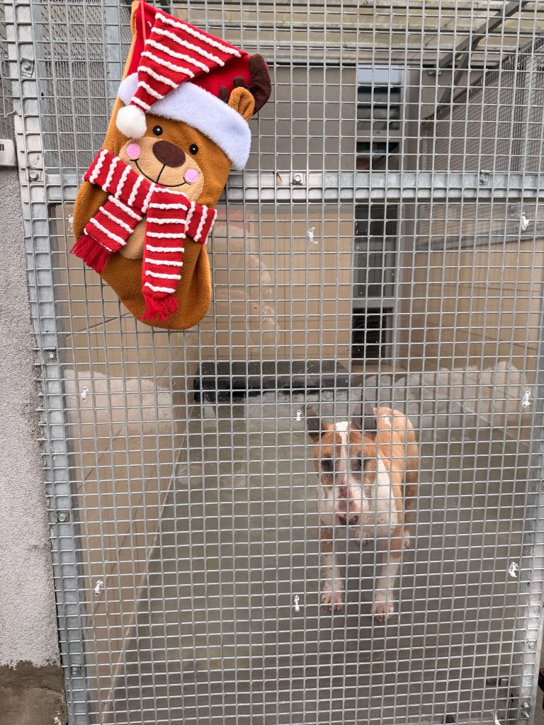 Image 2 for Support for the Krakow Homeless Animal Shelter